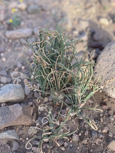 Drimia noctiflora