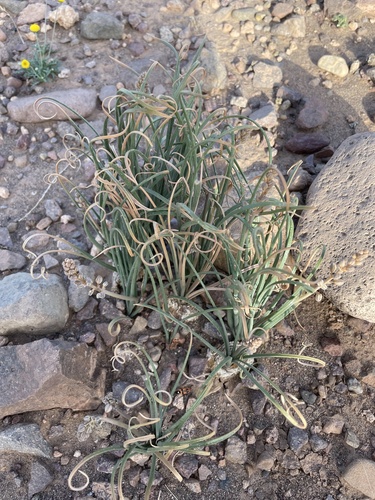 Drimia noctiflora