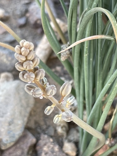 Drimia noctiflora