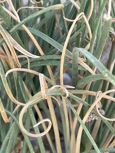 Drimia noctiflora