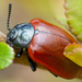 Chrysomela populi - Photo (c) owadziarnia, algunos derechos reservados (CC BY-NC)
