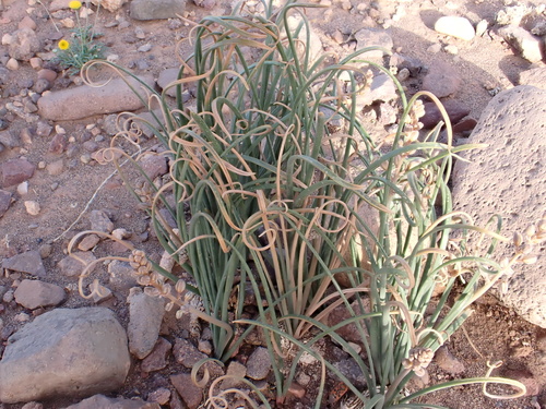 Drimia noctiflora
