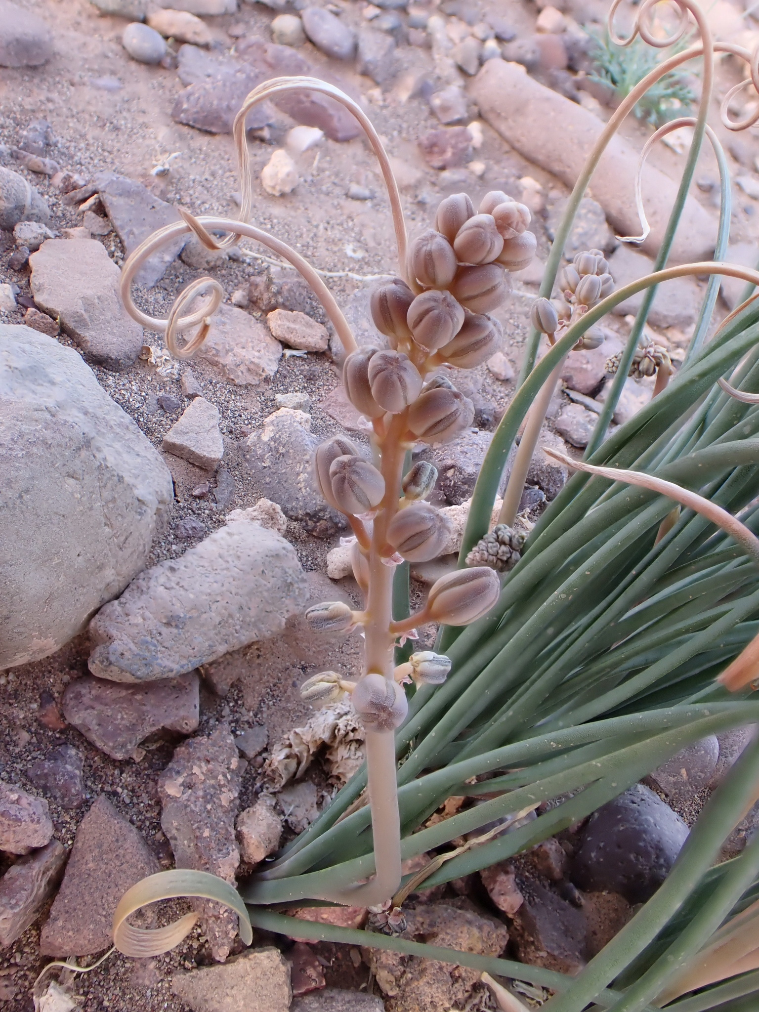 Drimia noctiflora