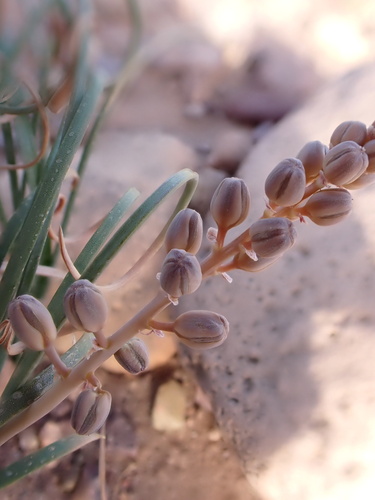 Drimia noctiflora