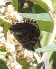 Pseudomaniola gerlinda