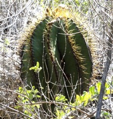 Astrophytum ornatum