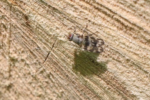 Otites centralis
