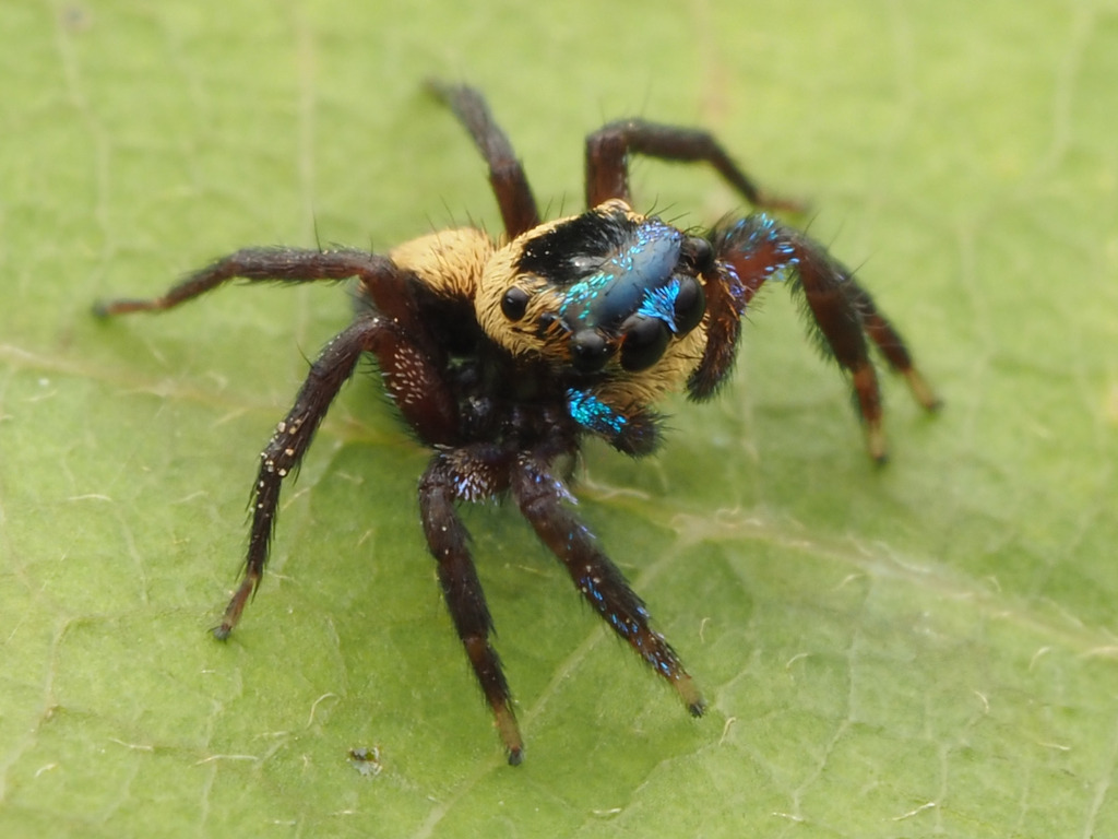 Anasaitis canalis