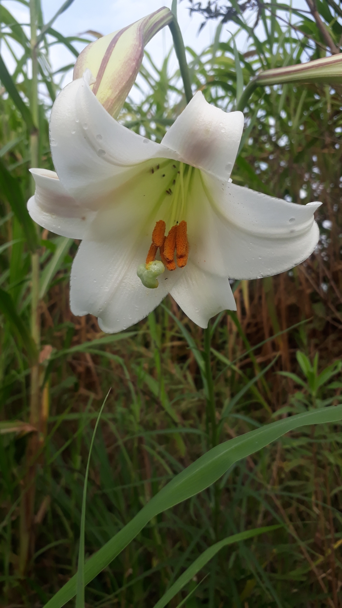 Lilium formosanum