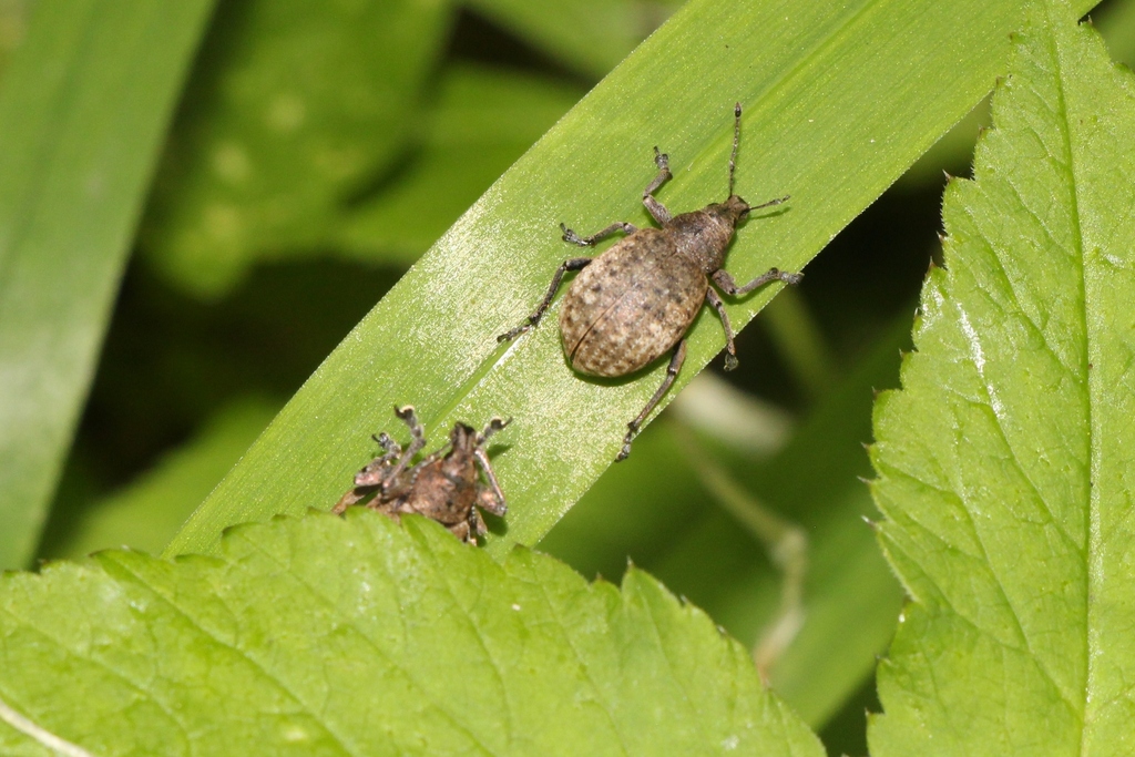 Liophloeus lentus