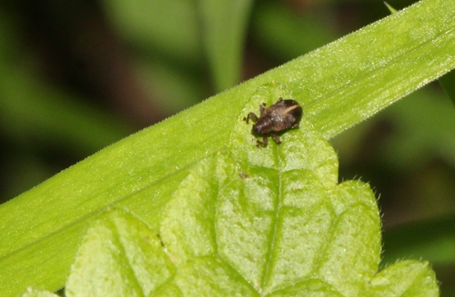 Lignyodes enucleator
