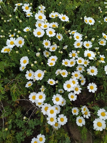 Sea Chamomile