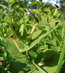 Aristolochia rotunda