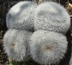 Mammillaria parkinsonii