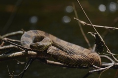 Brown Water Snake photo 3