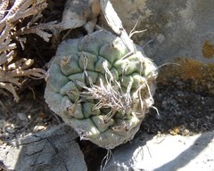 Strombocactus disciformis disciformis