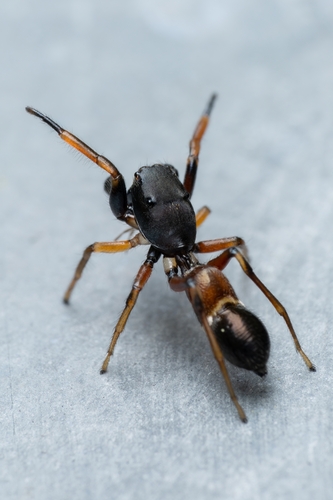 Leptorchestes berolinensis