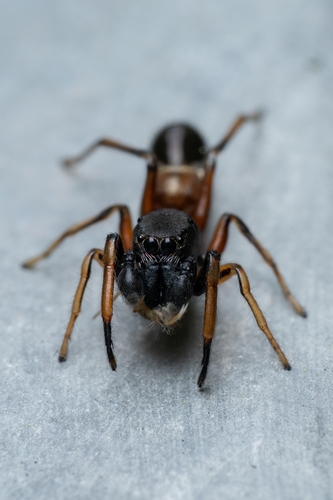 Leptorchestes berolinensis