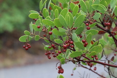 Arctostaphylos hispidula