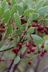 Arctostaphylos hispidula