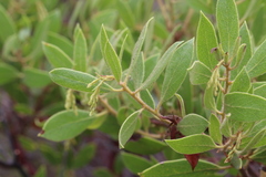 Arctostaphylos hispidula