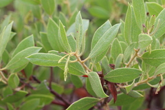 Arctostaphylos hispidula