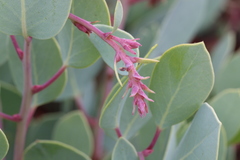 Arctostaphylos viscida pulchella