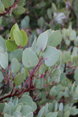 Arctostaphylos viscida pulchella