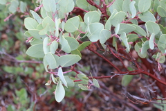 Arctostaphylos viscida pulchella
