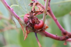 Arctostaphylos viscida pulchella