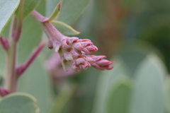 Arctostaphylos viscida pulchella