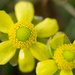 Prairie Buttercup - Photo (c) sheldon_emberly, some rights reserved (CC BY-NC)
