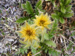 Geum glaciale