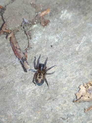 Lace-Weaver Spider, Barcelona, España, photo 8 of 10