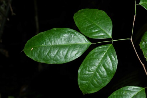 Bocoa viridiflora