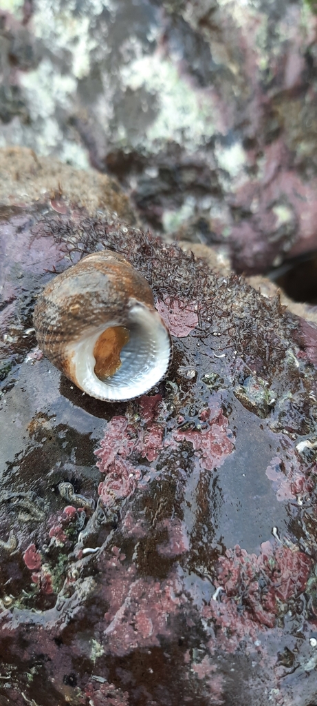 Euchelus asper
