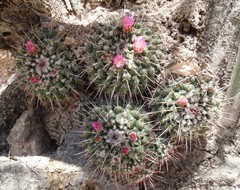 Mammillaria compressa compressa