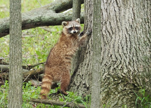 Common Raccoon photographed in Michigan