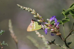Chlorostrymon simaethis simaethis