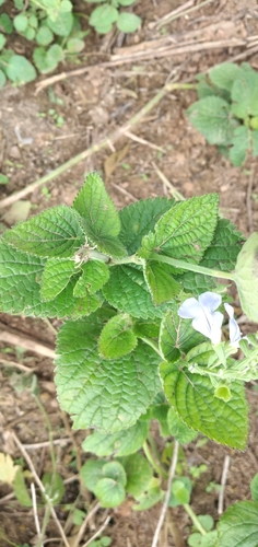 Image of Salvia cardiophylla by no rights reserved