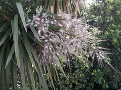 Cordyline australis