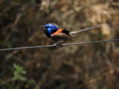 Malurus assimilis assimilis