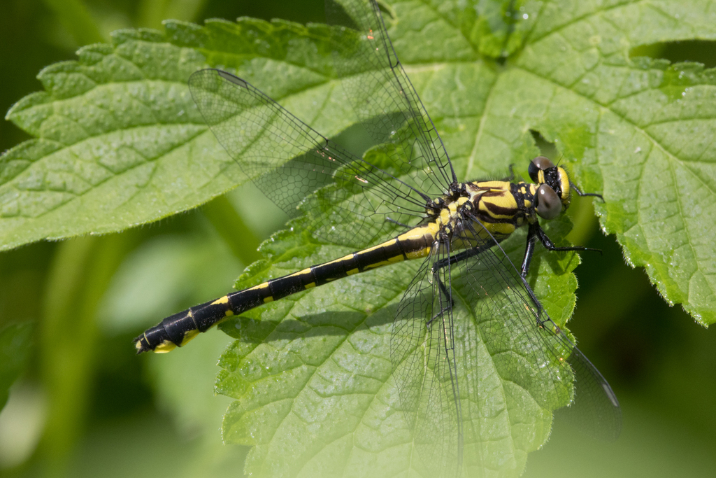 clubtails-from-campbell-county-ky-usa-on-may-8-2023-at-10-52-am-by