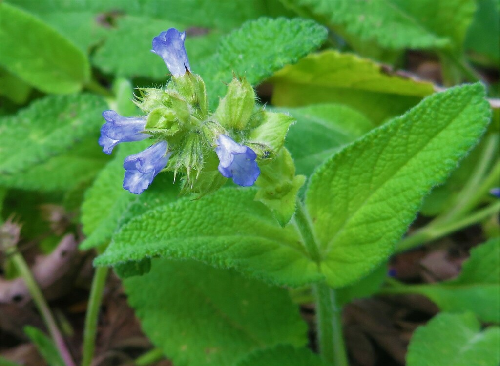 Lepechinia schiedeana
