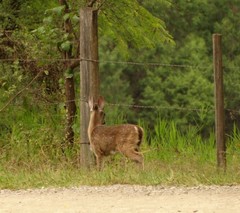 Odocoileus virginianus mexicanus