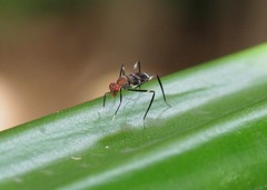 Taeniaptera angulata