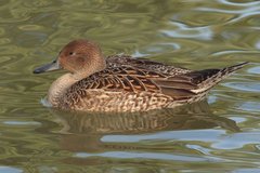 Northern Pintail photo 6