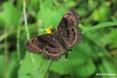 Antigonus funebris