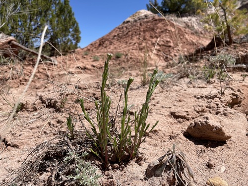 Zuni fleabane (Erigeron rhizomatus)