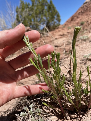 Image of Erigeron rhizomatus by (c) Martin Purdy, some rights reserved (CC BY)